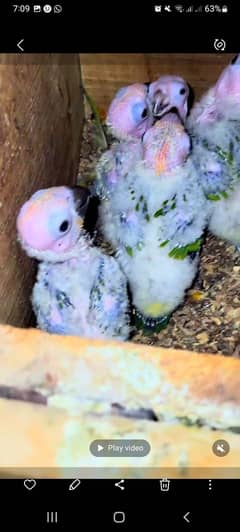 Red Factor Sun conure chicks for sale