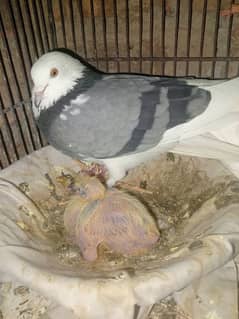 beautiful baby pigeon sale and pair