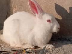 Rabbits for sell