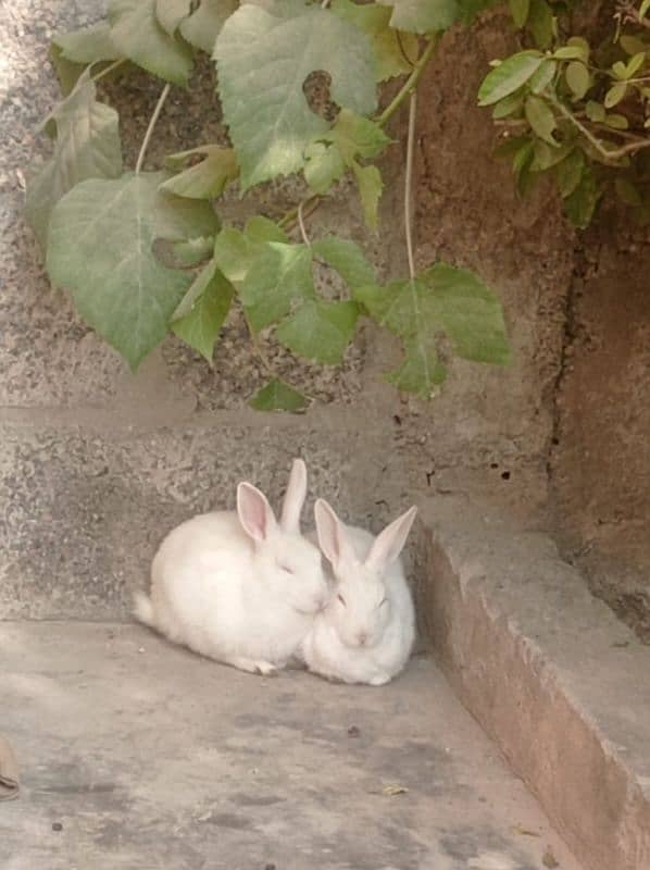 Rabbits for sell 1