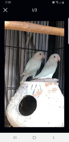 Albino breeder pair