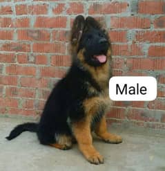 German shepherd puppy