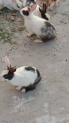 rabbit pair 03224186572