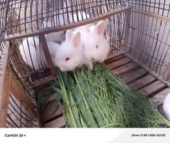 English Angora rabbits babies