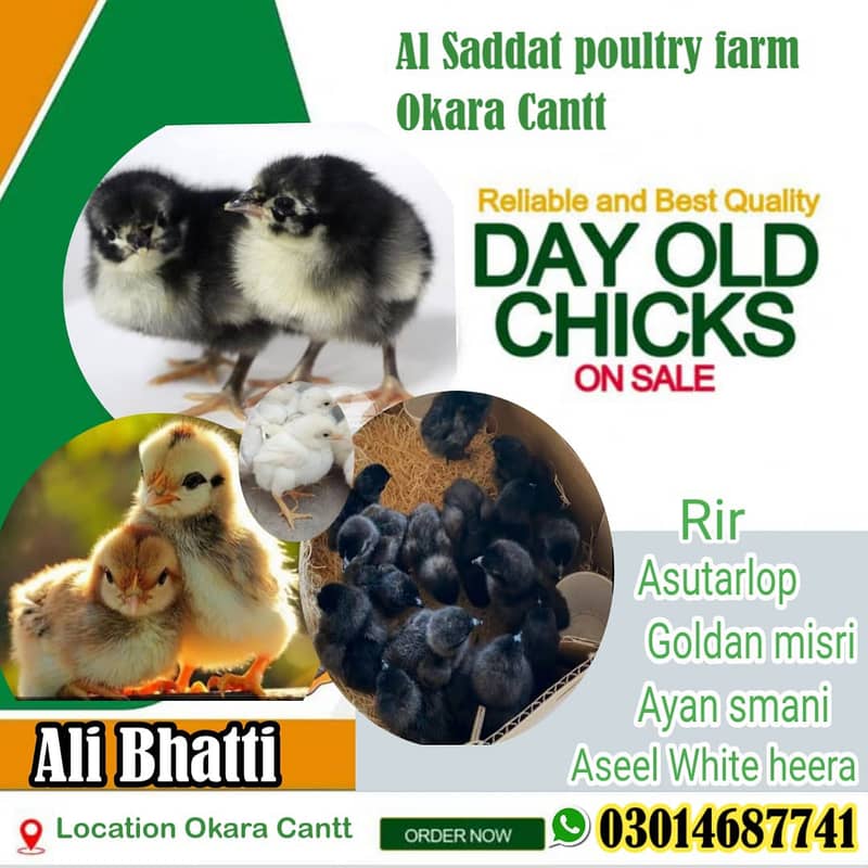 asutarlop RIR loman brown Ayan smani white heera chicks  eeg for sel 9