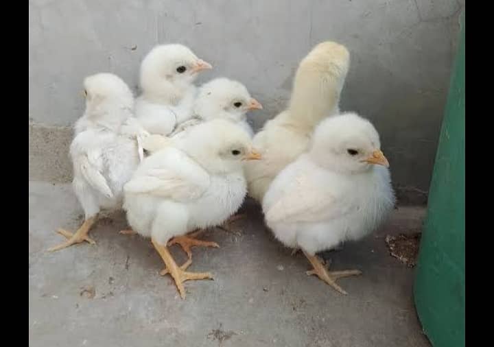 asutarlop RIR loman brown Ayan smani white heera chicks  eeg for sel 10
