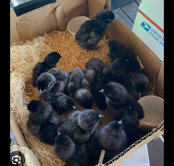 asutarlop RIR loman brown Ayan smani white heera chicks  eeg for sel 11