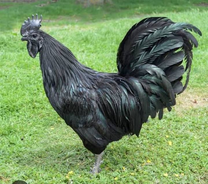 asutarlop RIR loman brown Ayan smani white heera chicks  eeg for sel 12