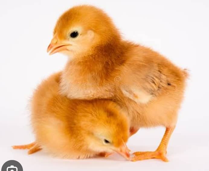 asutarlop RIR loman brown Ayan smani white heera chicks  eeg for sel 14