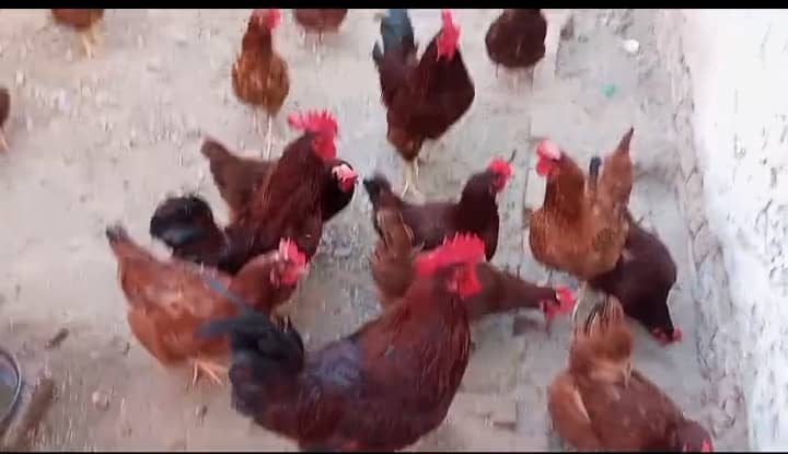 asutarlop RIR loman brown Ayan smani white heera chicks  eeg for sel 15