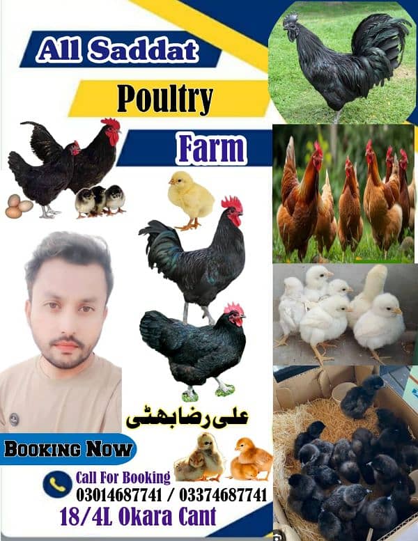 asutarlop RIR loman brown Ayan smani white heera chicks  eeg for sel 16