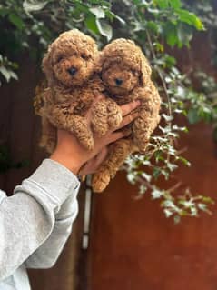 Poodle original micro size toy poodle puppy available here