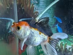 oranda