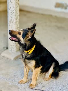 German shepherd female