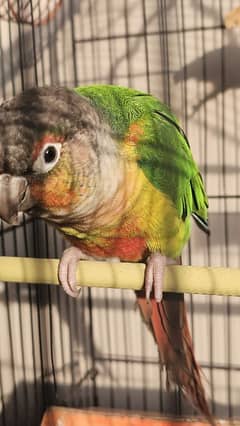 green cheeked conure pairs for sale