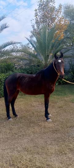 Brand Mare Heighted (Ghori) for Sale in Rawalpindi