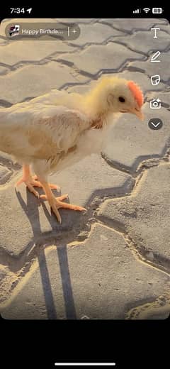 pure white leyar chicks for sale