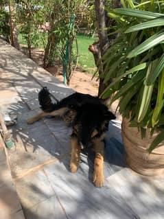 long hair, black masked 8 month German Shephard