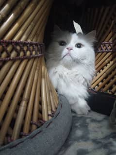 Healthy Persian Cat with Accessories