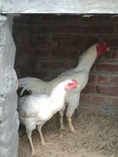 wight shamo Aseel eggs for sale only 1 egg 1000