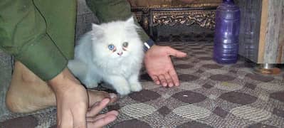 Odd eyes & Gray eyes Persian cats