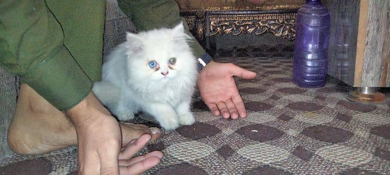 Odd eyes & Gray eyes Persian cats 0