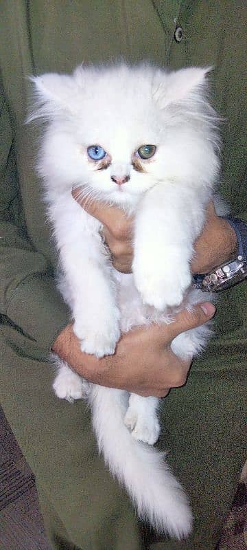 Odd eyes & Gray eyes Persian cats 7