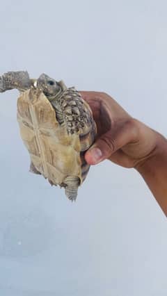 African sulcata