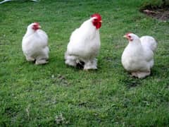 white fancy Bentum hens fertile egg available for sale