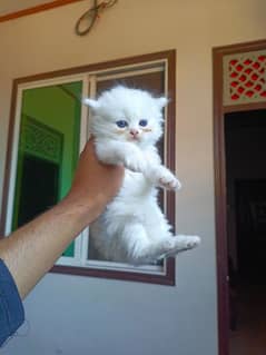 white kitten