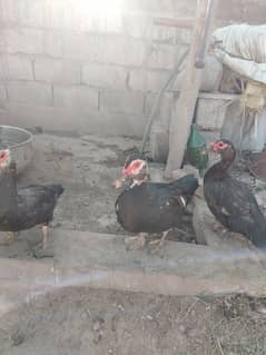 DUCKS FOR SALE IN SIALKOT, 10 FEMALES DUCKS, 4 Males