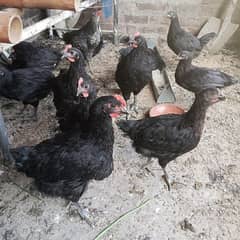 australop and misri hens age 3 month