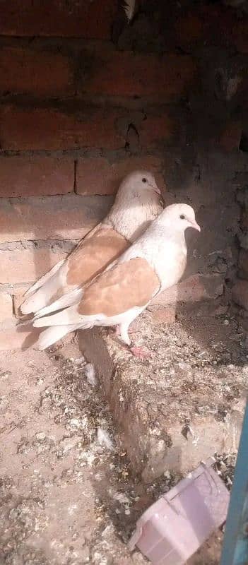 quality fancy pijon available 2