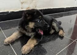 German shepherd puppies