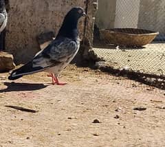 Teddy kabootar pigeon