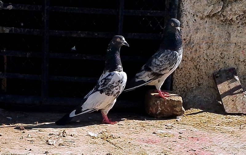 Teddy kabootar pigeon 1