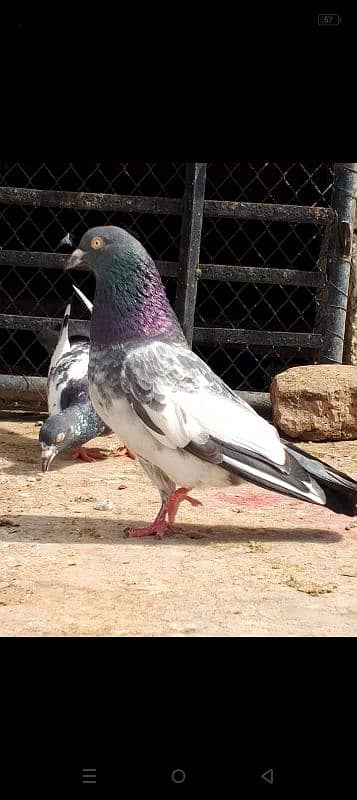 Teddy kabootar pigeon 5