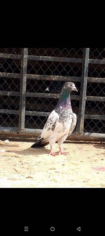 Teddy kabootar pigeon 6