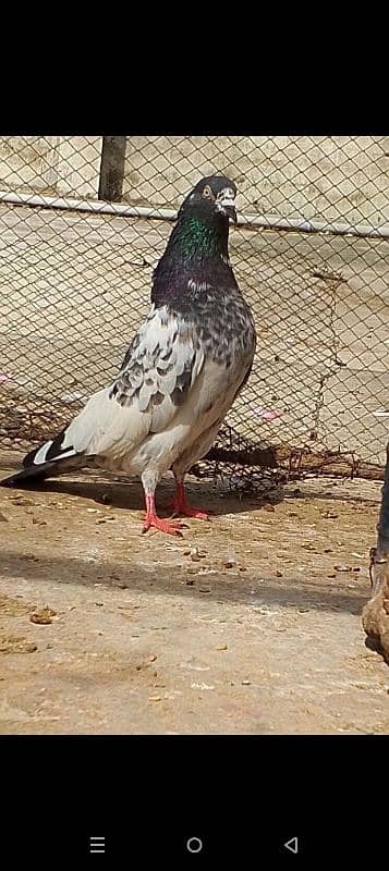 Teddy kabootar pigeon 7