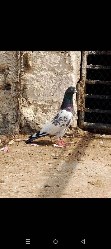 Teddy kabootar pigeon 8