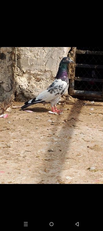 Teddy kabootar pigeon 9