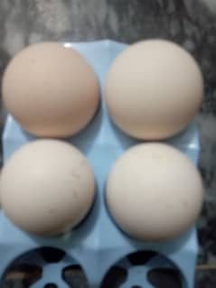 heara aseel egg available