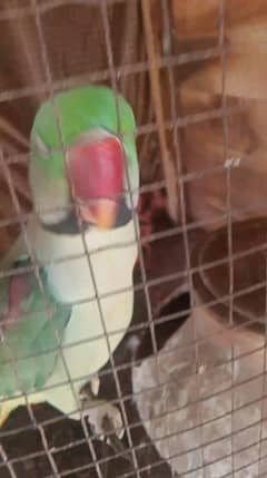 raw parrot for sale 03208165411 my WhatsApp number