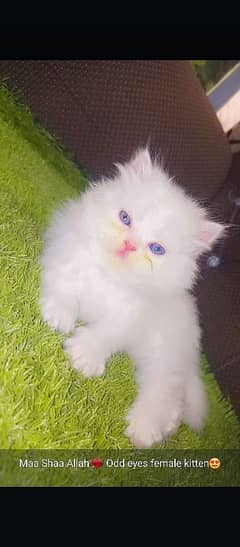 Persians kitten's In Mandi Bahauddin