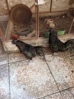 2 male fertile ayam cemani grey toung