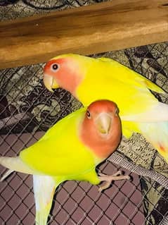 lovebirds/lattino (Red eyes)