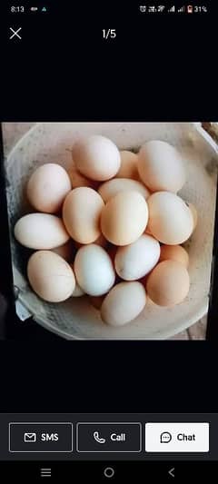 fertile eggs Aseel and pure dasi eggs and chicks awailable