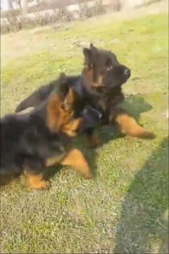 German shepherd puppies Double Coat My WhatsApp number 03001868066