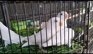 lovebirds setup for sell albino black eye parblue