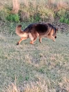 Long Cote female 10 month